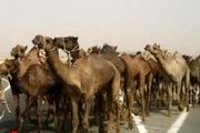 شناسایی و کشف 105 نفر شتر در خوسف