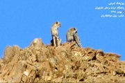یوزپلنگ ایرانی
در
فنلاند دیده می‌شود