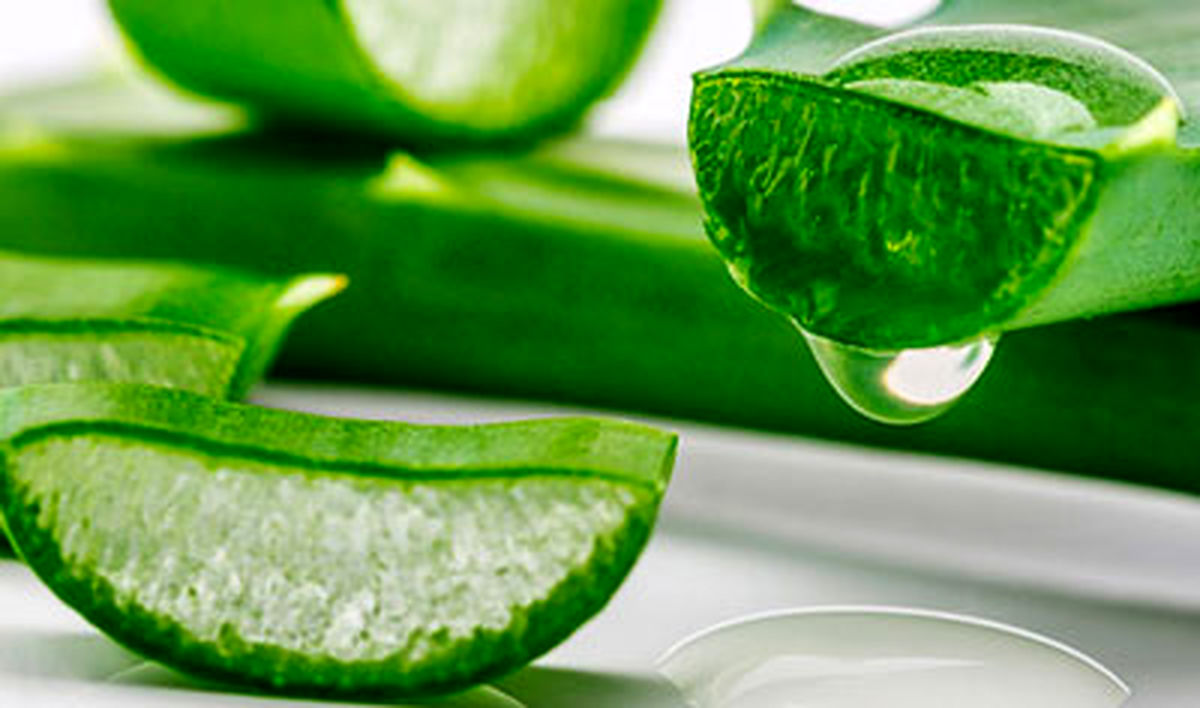 خواص گیاه دارویی آلوئه ورا