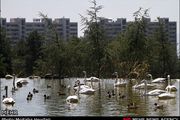 باغ لویزان مکانی امن برای پرندگان است