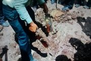قاچاقچیانی که مشروبات الکلی را در زمین کشاورزی دفن کردند