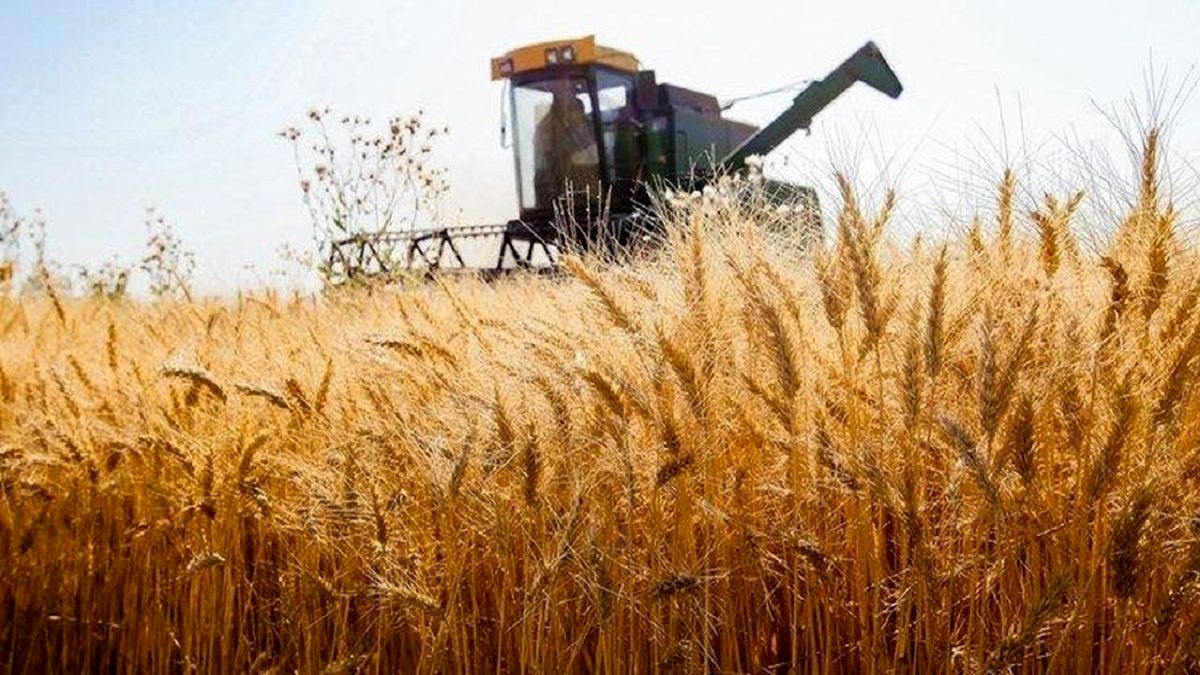 واردات گندم در تضاد با سیاست خودکفایی است
