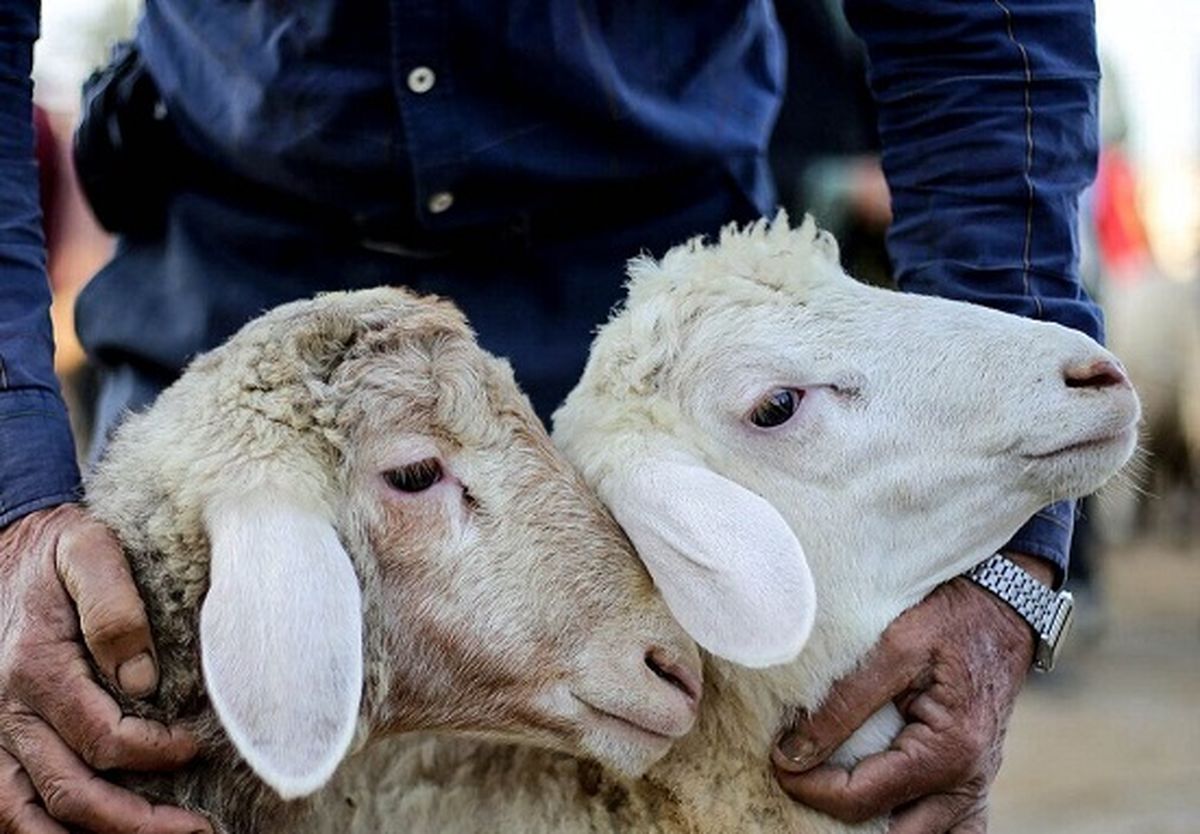 ساعت فعالیت جایگاه‌های عرضه بهداشتی دام تهران در روزهای عرفه و عید سعید قربان