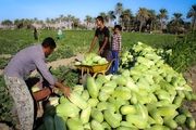 ردپای غریبه‌ها در مزارع دلگان