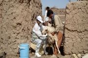 واکسیناسیون بیش از 60 هزار راس دام سبک بر علیه بیماری آبله و شاربن در خلیل آباد