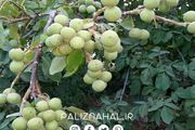 5 راهکار اساسی که باغداران حرفه ای با توجه به آن باغ گردوی خود را احداث میکنند ؟