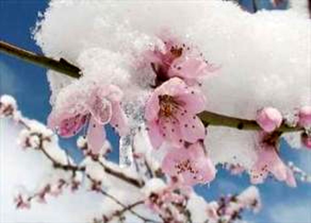 خسارت میلیاردی باغات استان زنجان بر اثر سرمای بهاری 