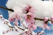 خسارت میلیاردی باغات استان زنجان بر اثر سرمای بهاری 
