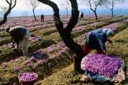 زعفران خراسان‌شمالی دارای برند می‌شود 