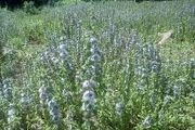 گیاهی که باعث دور کردن حشرات می شود