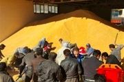 توزیع گسترده برنج، روغن و تخممرغ با قیمت مصوب