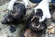 پرونده باز دو پلنگی که در جست‌وجوی آب، خاکستر شدند