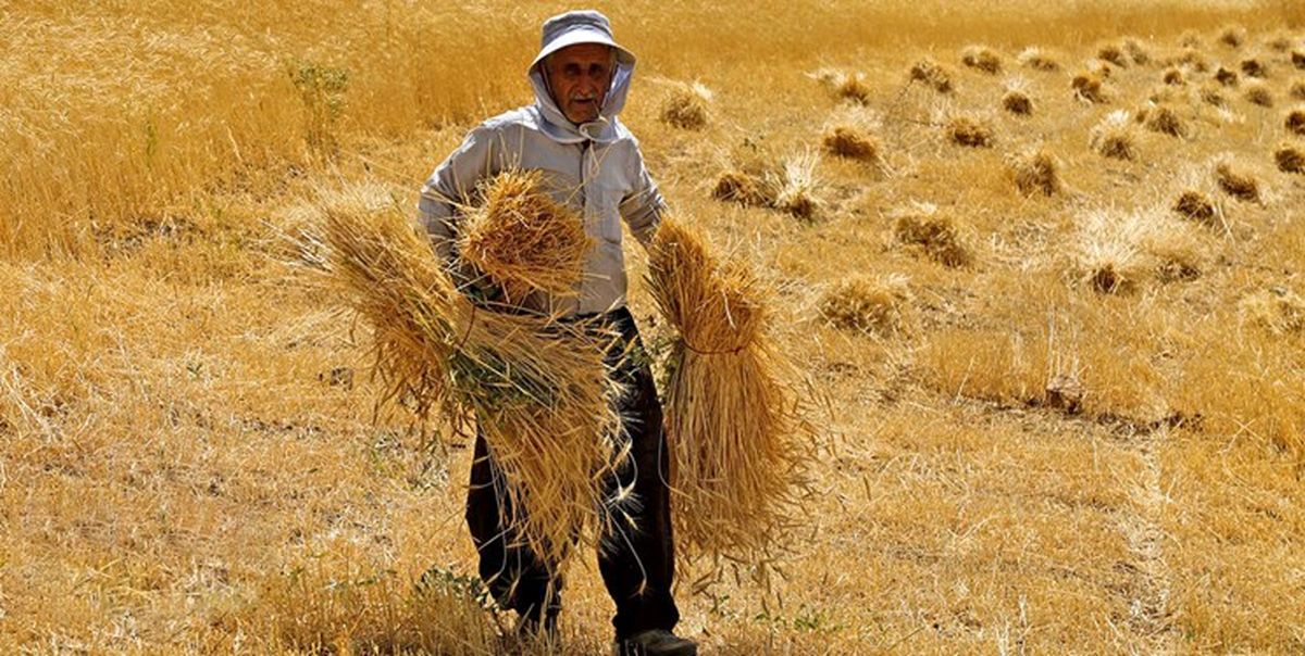 آخرین وضعیت پرداخت مطالبات گندم کاران و خرید تضمینی گندم امروز ۲۰ مهر ۱۴۰۲