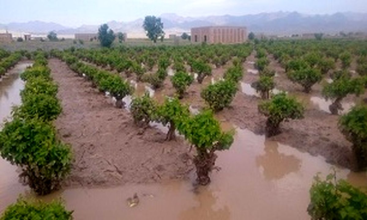 درخواست نماینده مجلس از دولت 