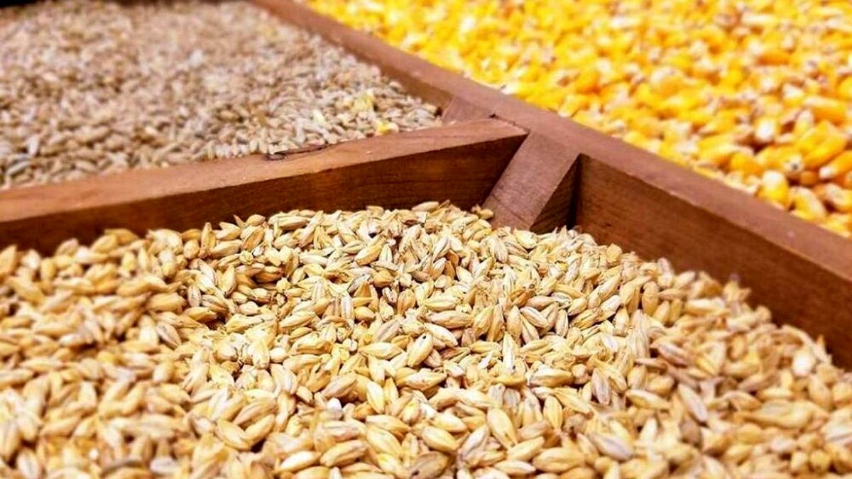 واردات ۳ میلیون تن نهاده دامی تا پایان سال

