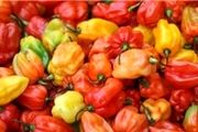 فلفل تند ضد سرطان روده است