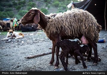 کوچ عشایر
