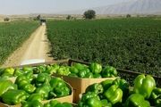 وقتی فلفل دلمه‌ای کام کشاورزان کواری را تند کرد