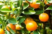 هشدارهایی درمورد مصرف نارنج