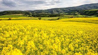 
شرط خودکفایی دانه های روغنی‌ چیست؟
