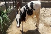 زندگی یک گوساله عجیب در گرمسار+عکس