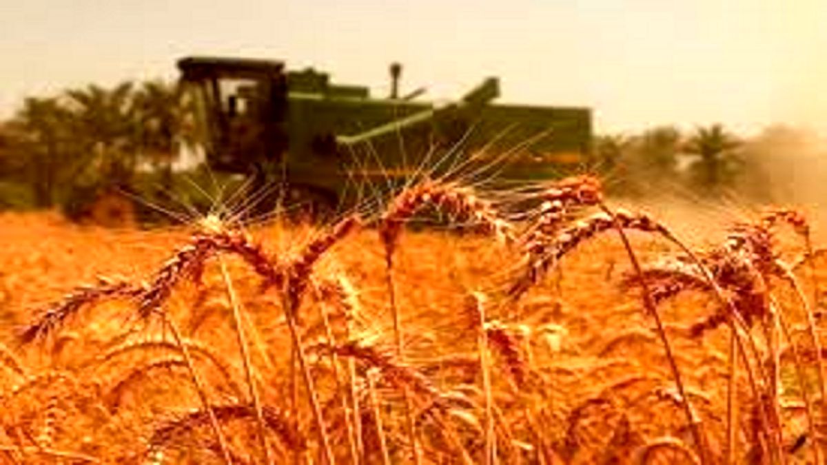 خرید تضمینی گندم از ۷ میلیون و ۲۰۰ هزارتن گذشت
