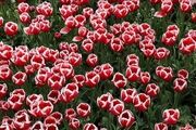 جشنواره گل و گیاه در ارومیه/ گزارش تصویری