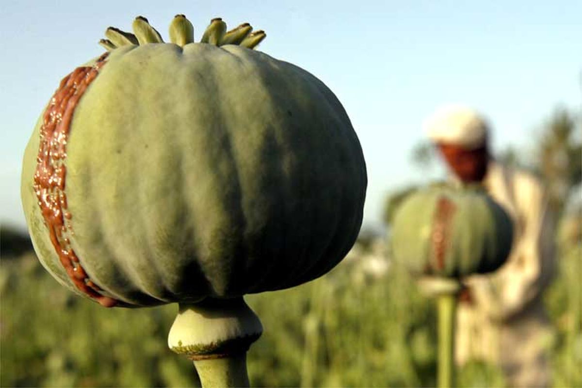 قانونی شدن تجارت تریاک در افغانستان قابلیت اجرایی ندارد