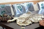 
‍ عامل شکار یک قلاده پلنگ در رودبار شناسایى و دستگیر شد + عکس
