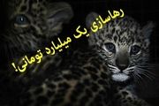 طرح یک میلیارد تومانی رهاسازی ورکان لو رفت