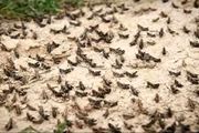 خبری از هجوم ملخ صحرایی نیست

