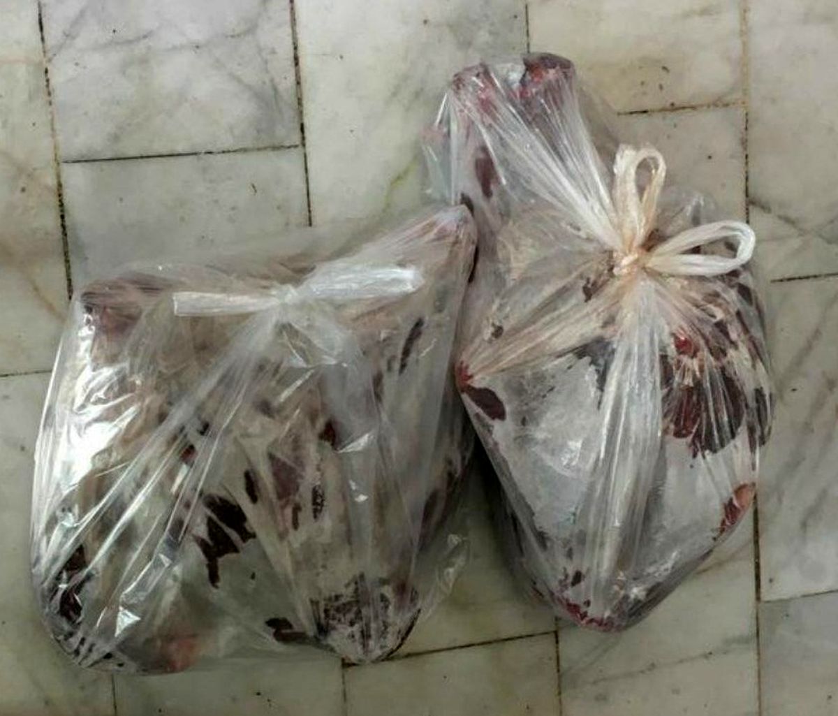 کشف لاشه قوچ وحشی درشرق تهران