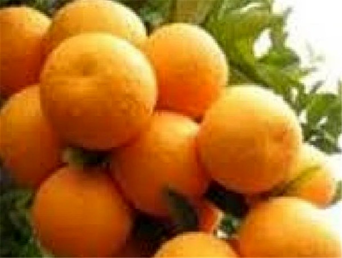 
4هزار هکتار نخلستان فرسوده در هرمزگان