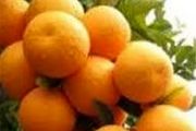 
4هزار هکتار نخلستان فرسوده در هرمزگان