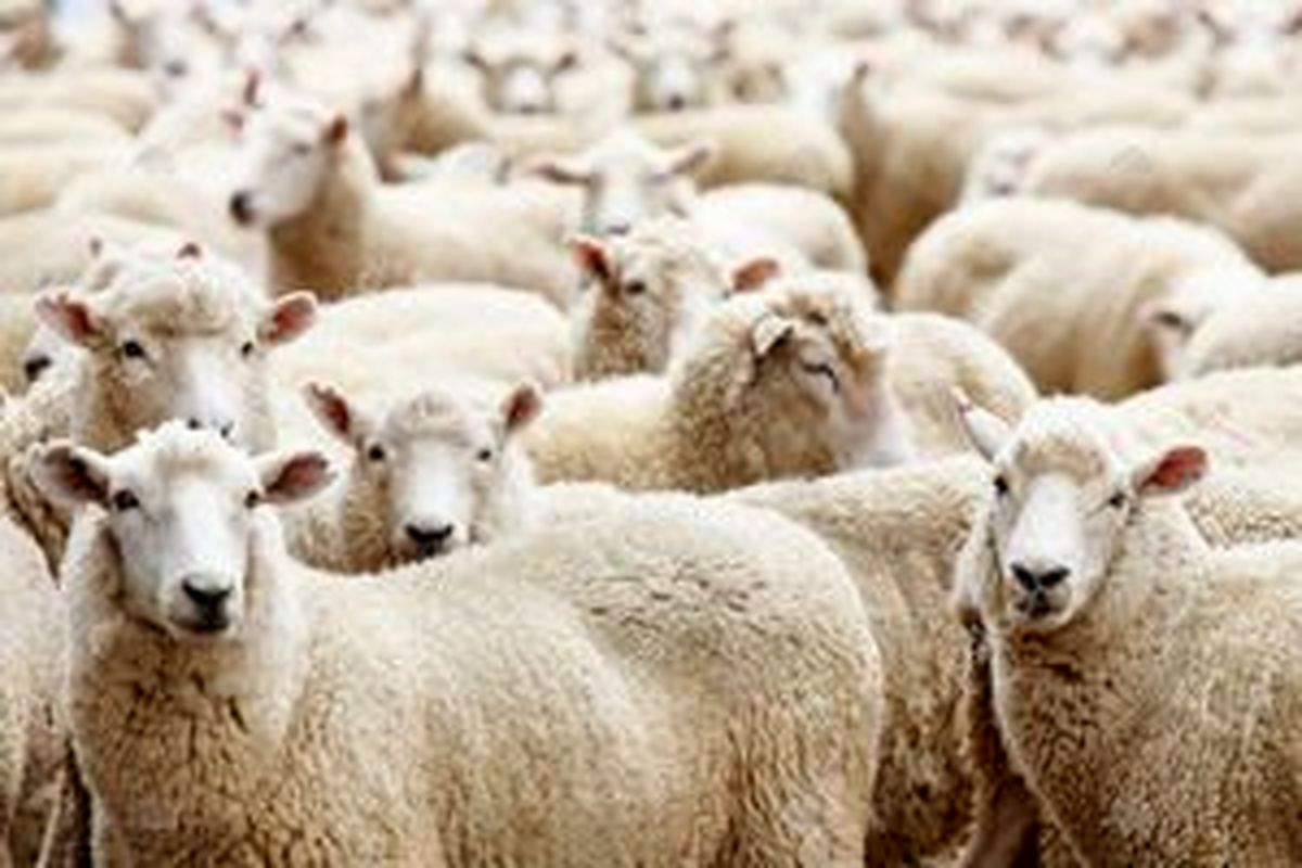 
دام زنده کیلویی چند؟ 
