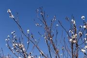 باز شدن شکوفه‌های زیبای بهاری/ گزارش تصویری