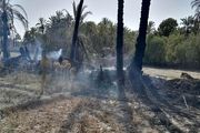 
۲۳۰ نخل خرمای دهستان حمیری و روستای چندوکان از توابع قصرقند طعمه حریق شد