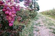 کشت 23 هزار اصله نهال پسته برای نخستین بار در زنجان؛ باغات پسته در زنجان توسعه می‎یابد