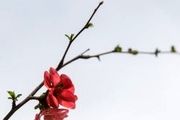 هوای تهران در مرز پاکی/ کاهش دمای هوای پایتخت

