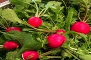 7 سبزی  قرمز رنگ و خواص بی نظیر آن ها + عکس