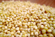 ماجرای ذرتهای وارداتی سمی