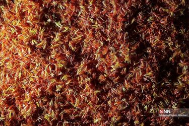 resized_2070940_546