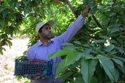 افزایش یک و نیم برابری قیمت گیلاس از مزرعه تا مغازه، نتیجه پشتکار دلالان