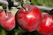ذخیره سازی ۳۰ هزارتن سیب برای عید
