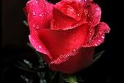 پاداش نیکی به شوهر