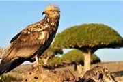 جزیره شگفتی‌ها در یمن جنگ زده/گزارش تصویری