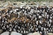 کشف موجودی ناشناخته و مرموز درسواحل انگلیس/عکس 