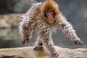 برندگان مسابقه عکاسی کمدی حیوانات‎/ گزارش تصویری