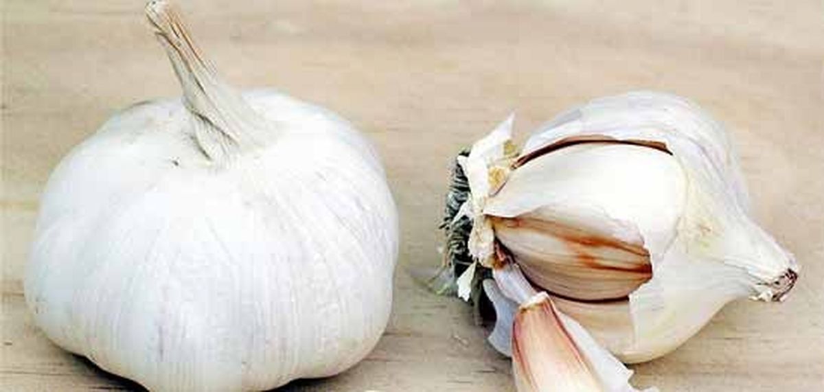 روش‌های از بین بردن بوی سیر از دهان