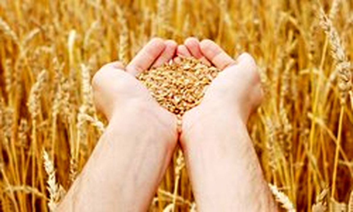 افزایش قیمت ذرت در بازارهای جهانی